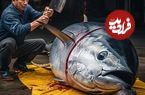 ببینید؛ برش ماهی تن غول پیکر 468 کیلوگرمی به روش استاد شرق آسیایی