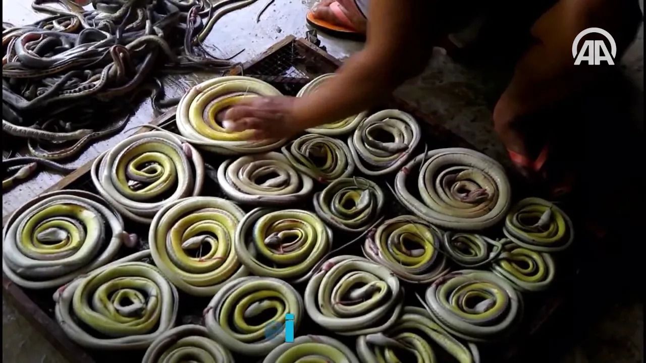 (ویدئو) مزرعه پرورش مار در شرق آسیا؛ فرآیند برداشت و فرآوری مارها برای فروش