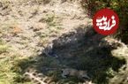 مشاهده دو قلاده پلنگ در ارتفاعات فیروزکوه