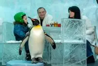 ببینید؛ معماری یخی یک رستوران در دبی که پنگوئن‌ها ساکن آن هستند