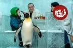 ببینید؛ معماری یخی یک رستوران در دبی که پنگوئن‌ها ساکن آن هستند