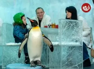 ببینید؛ معماری یخی یک رستوران در دبی که پنگوئن‌ها ساکن آن هستند