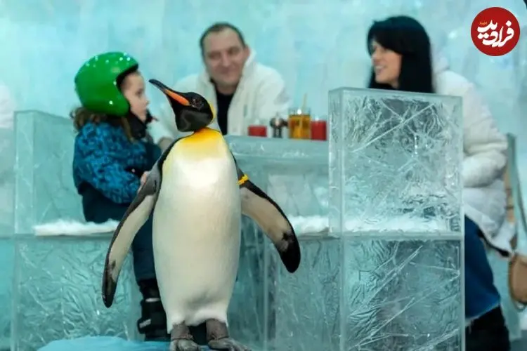ببینید؛ معماری یخی یک رستوران در دبی که پنگوئن‌ها ساکن آن هستند