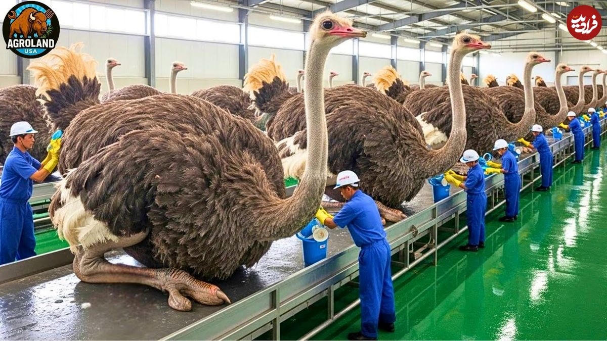 ببینید| چگونه هزاران شترمرغ برای گوشت، پوست و تخم پرورش داده میشوند؟