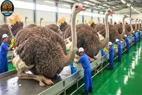 ببینید| چگونه هزاران شترمرغ برای گوشت، پوست و تخم پرورش داده می‌شوند؟
