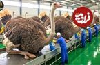 ببینید| چگونه هزاران شترمرغ برای گوشت، پوست و تخم پرورش داده می‌شوند؟
