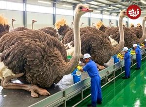 ببینید| چگونه هزاران شترمرغ برای گوشت، پوست و تخم پرورش داده می‌شوند؟