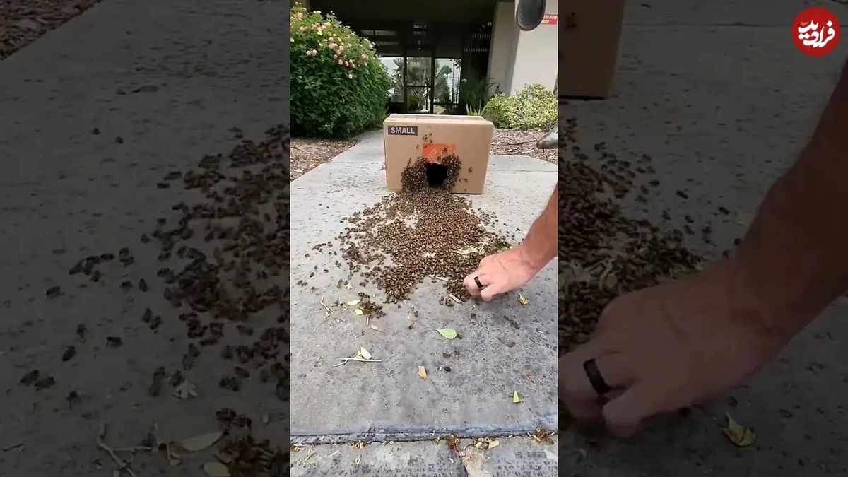 (ویدئو) انتقال جالب و دیدنی 17 هزار زنبورعسل به یک کارتون کاغذی!