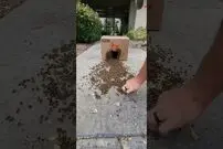 (ویدئو) انتقال جالب و دیدنی 17 هزار زنبورعسل به یک کارتون کاغذی!