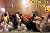 (ویدئو) چگونه یک دستگاه جوجه کشی بزرگ با جعبه مقوایی و لامپ بسازیم؟