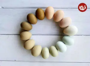 از «ماشین تولیدمثل بی رقیب» تا « نماد نظم و تداوم» + اینفوگرافیک