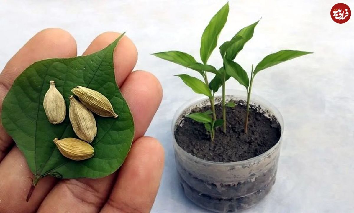 (عکس) آموزش مرحله به مرحله کاشت هل در گلدان 