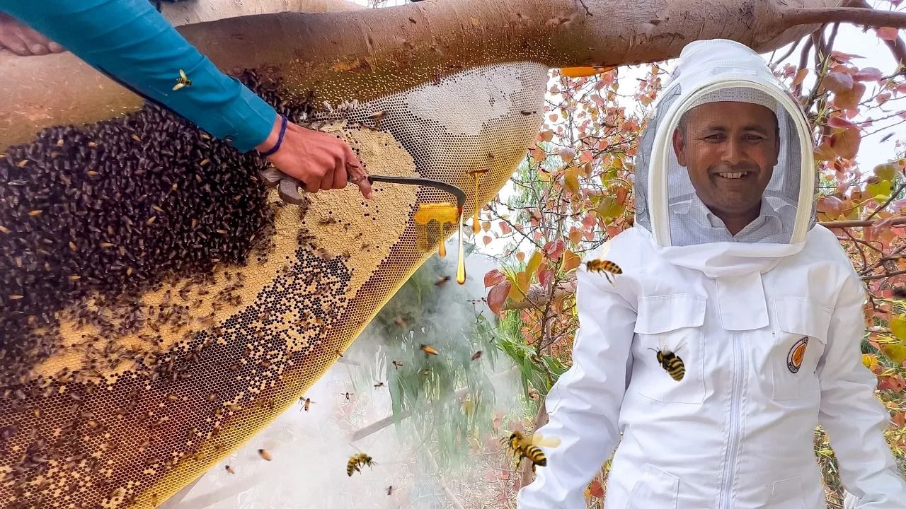 (ویدئو) فرآیند برداشت 100 کیلو عسل وحشی از روی درخت توسط شکارچی پاکستانی