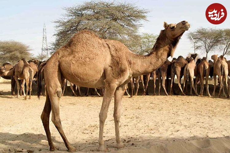 (ویدئو) حمله ناگهانی گاو خشمگین به یک شتر