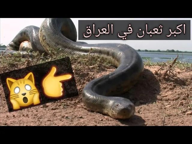(ویدئو) کشف یک مار غول پیکر 11 متری در عراق