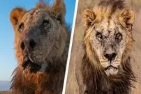 (تصاویر) پیرترین شیر جهان به دست گله داران در کنیا کشته شد
