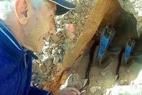 (ویدئو) مهارت حیرت آور این پیرمرد مراکشی در بیرون کشیدن مار کبرای وحشی از لانه‌ کوهستانی‌اش