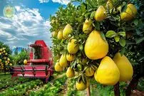 ببینید| چگونه تایوانی ها میلیون ها دارابی را برداشت و فرآوری می کنند؟