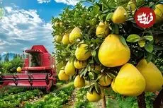 ببینید| چگونه تایوانی ها میلیون ها دارابی را برداشت و فرآوری می کنند؟