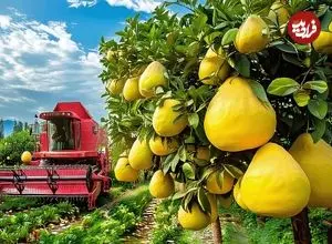 ببینید| چگونه تایوانی ها میلیون ها دارابی را برداشت و فرآوری می کنند؟