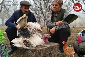 ببینید| غذای روستایی در آذربایجان؛ پخت یک غذای سنتی با برنج و بوقلمون در جنگل