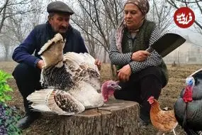 ببینید| غذای روستایی در آذربایجان؛ پخت یک غذای سنتی با برنج و بوقلمون در جنگل