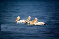 تصاویر| غارغارک‌ها برگشتند؛ چهره‌ دریا دگرگون شد