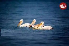 تصاویر| غارغارک‌ها برگشتند؛ چهره‌ دریا دگرگون شد