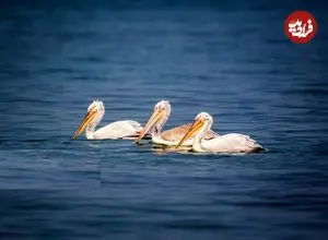 تصاویر| غارغارک‌ها برگشتند؛ چهره‌ دریا دگرگون شد