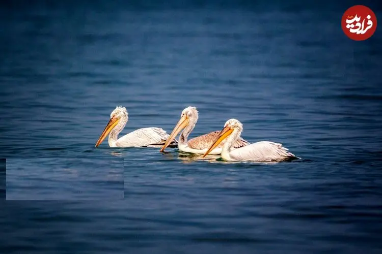 تصاویر| غارغارک‌ها برگشتند؛ چهره‌ دریا دگرگون شد