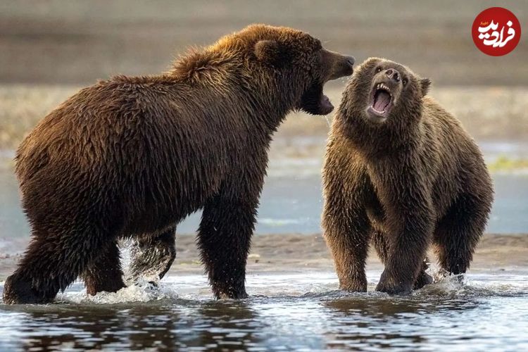 ببینید؛ نمایش زنده مبارزه دو خرس برای گردشگران خوش‌شانس