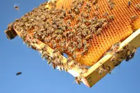 (ویدئو)عسل خوردن جالب یک کودک شجاع از لانه زنبور بدون ترس!