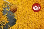 ببینید| مسابقه ۹۰ هزار اردک پلاستیکی در رودخانه شیکاگو