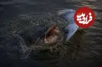 ببینید| گربه‌ماهی غول‌پیکر؛ شکارچی پرندگان در حاشیه آب