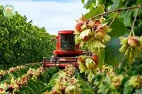 ببینید| چگونه کشاورزان آمریکایی صدها تن فندق را برداشت و فرآوری می کنند؟