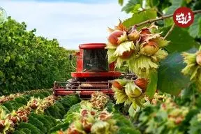 ببینید| چگونه کشاورزان آمریکایی صدها تن فندق را برداشت و فرآوری می کنند؟