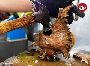 ببینید؛ غذای خیابانی در تایلند؛ پخت غذا با صدف دریایی تیغ دار در بانکوک