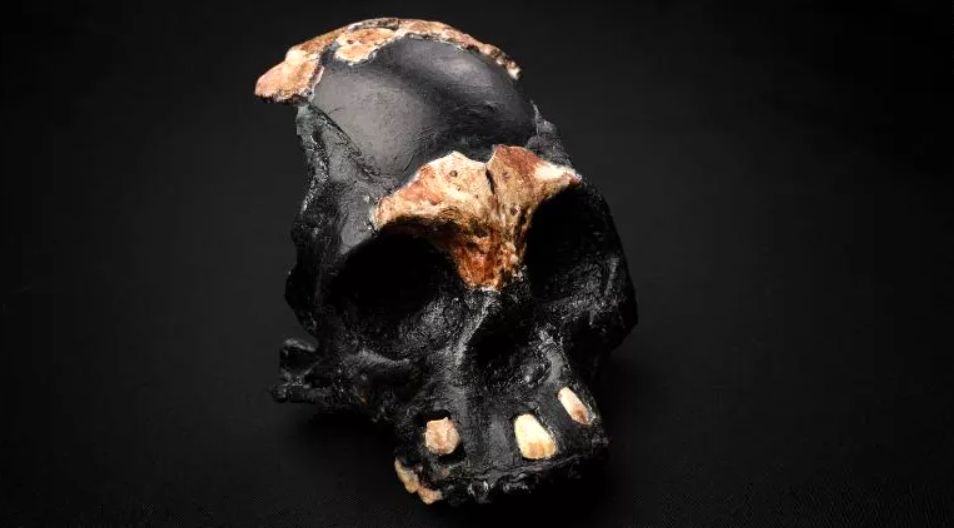 کشف بقایای ۳۰۰ هزار ساله کودک هومو نالِدی در آفریقای جنوبی