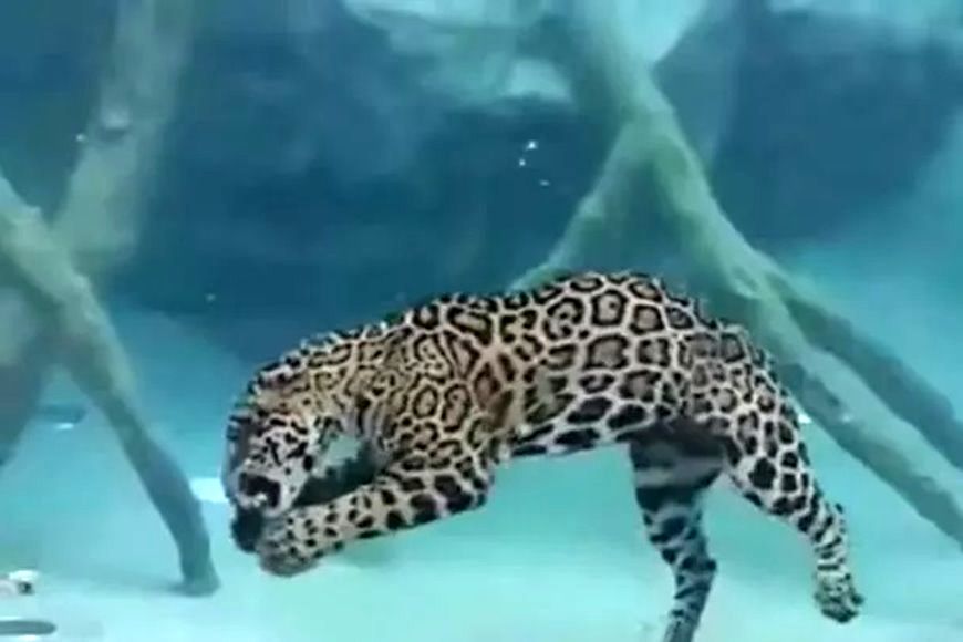 (ویدئو) صحنه ای حیرت انگیز و دیده نشده از غذا خوردن جگوار در زیر آب