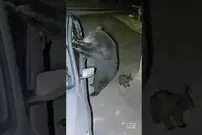 (ویدئو) وقتی ماده خرس وسط دزدی مهر مادری اش گل می کند!