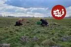 کشف «دروازۀ 800 ساله» به کمک «موش‌های کور»