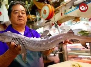 ببینید| غذای خیابانی در ژاپن؛ تهیه دو نوع غذا با کوسه در توکیو