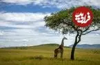 آیا زرافه‌ها ریاضی بلدند؟ /کشفی تازه دانشمندان را غافلگیر کرد