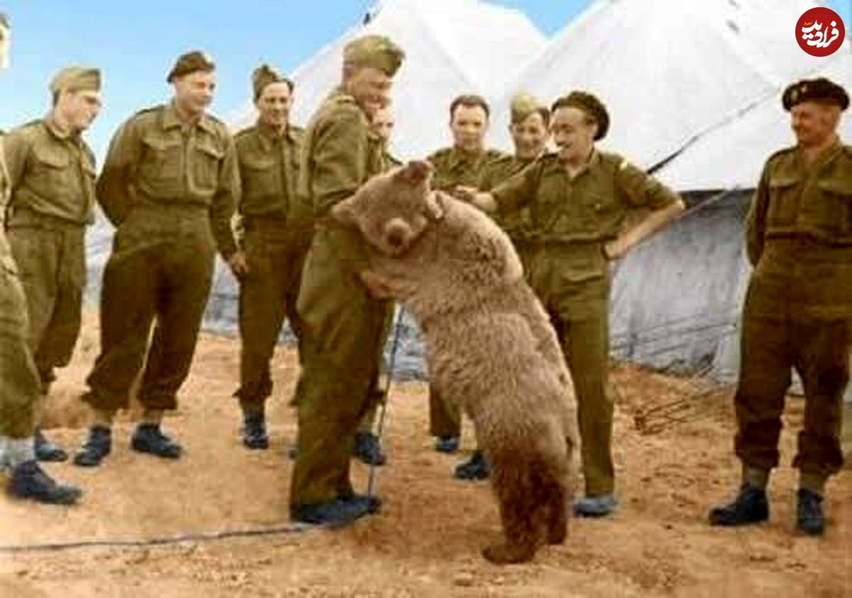 این خرس ایرانی عضو ارتش لهستان شد و حقوق گرفت؛ او درجه‌دار هم شد