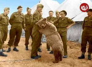 این خرس ایرانی عضو ارتش لهستان شد و حقوق گرفت؛ او درجه‌دار هم شد