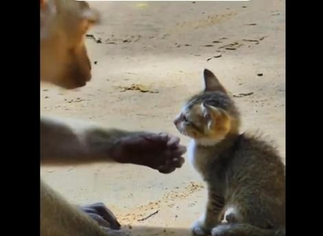 (ویدیو) صحنه تکان دهنده محبت کردن یک میمون به بچه گربه تنها