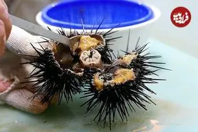 ببینید| غذای خیابانی در کره؛ تهیه ساشیمی با توتیای دریایی در بوسان