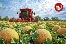 ببینید| چگونه میلیون ها طالبی در کشورهای توسعه یافته برداشت و فرآوری می شود؟