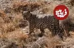 ببینید| ۲ قلاده پلنگ ایرانی در چهارمحال و بختیاری شناسنامه‌دار شدند