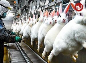 ببینید؛ چگونه کشاورزان چینی میلیون‌ها خرگوش را برای گوشت پرورش می‌دهند؟